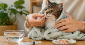 Как дать таблетку кошке или собаке: безопасный способ, который снижает стресс и ошибки, из-за которых питомец начинает сопротивляться